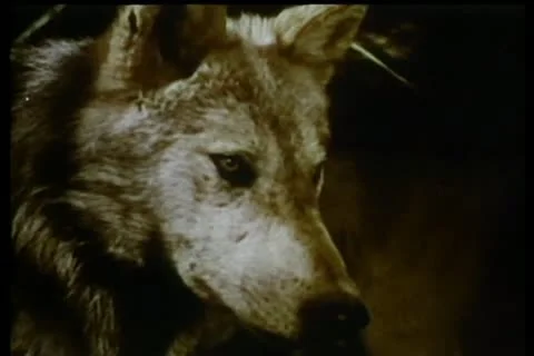 Wolves play fighting in jungle Stock Footage 11351116