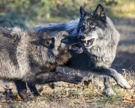 Wolves playfully interact in the forest during a sunny autumn afternoon sho.. Stock Photos