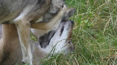 Wolves playing with each other Stock Footage 53639716