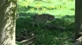 Wolves relaxing in the shadow of a tree at a sunny day HD Footage