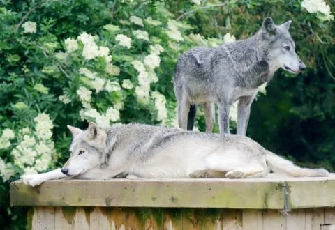 Wolves resting Stock Photos
