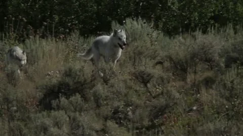 Wolves running through long grass Stock Footage