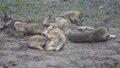 Wolves social life 6357 HD Footage