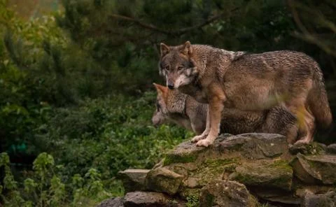 Wolves standing on a rock Stock Photos