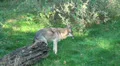 Wolves walking in grassy landscape HD Footage