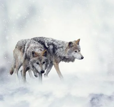 Wolves in Winter Stock Photos