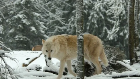 Wolves In Winter Snow Stock-Footage 72328701