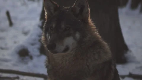 Wolves in the winter time, pack behavior in the snowy forest, Stock Footage 143219619