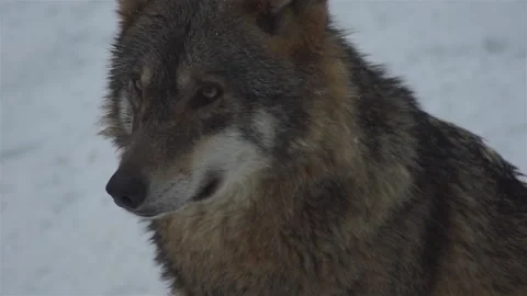 Wolves in the winter,pack behavior in the snowy forest Stock Footage 143148667
