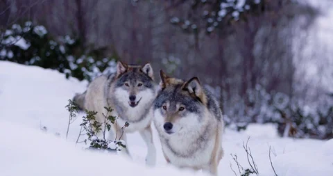 Wolves in wolf pack approacing in beautiful winter forest Stock Footage