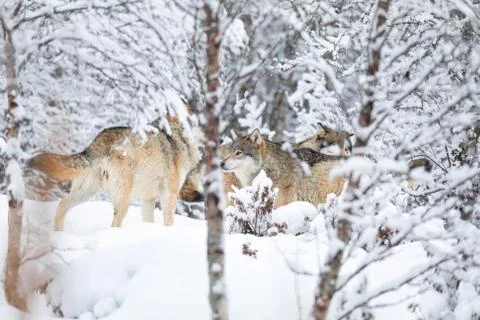 Wolves in wolf pack in the forest a snowy day at winter Stock Photos