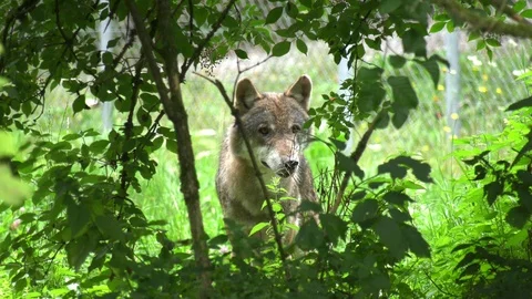 Wolves in the woods Stock Footage 117236548