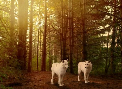 Wolves in woods Stock Photos