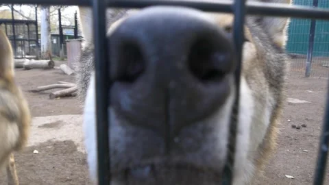 Wolves in the zoo behind bars in enclosure. Stock Footage 335241109
