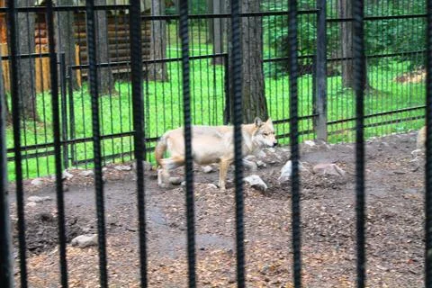 The wolves in the zoo Stock Photos