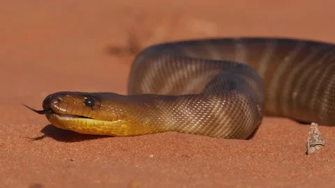 Woma python - Aspidites ramsayi also Ramsay's python, Sand python or Woma, snake Stock Footage 234143006