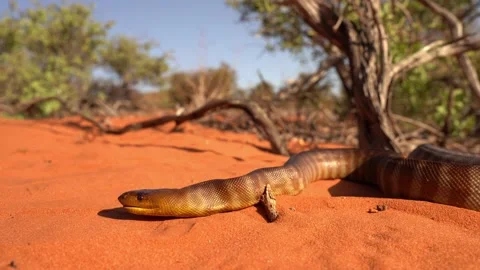 Woma python - Aspidites ramsayi also Ramsay's python, Sand python or Woma, snake Video stock 234143470
