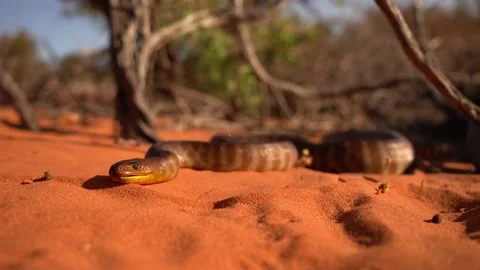 Woma python - Aspidites ramsayi also Ramsay's python, Sand python or Woma, snake Video stock 235076504