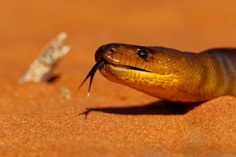 Woma python - Aspidites ramsayi also Ramsay's python, Sand python or Woma, .. 스톡 사진