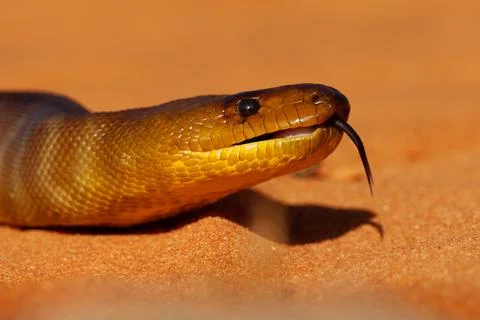 Woma python - Aspidites ramsayi also Ramsay's python, Sand python or Woma, .. Stock Photos