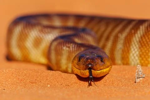Woma python - Aspidites ramsayi also Ramsay's python, Sand python or Woma, .. Photos