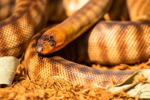 Woma Python 스톡 사진