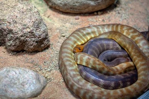Woma python Stock Photos