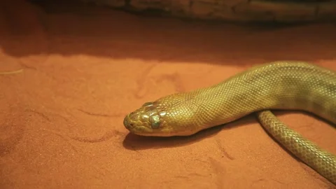 Woma python snake Stock Footage 144573794