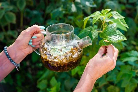 Woman adding fresh raspberry leaf to herbal tea in glass teapot. Preparing Stock Photos