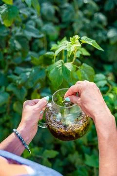 Woman adding fresh raspberry leaf to herbal tea in glass teapot. Preparing Stock Photos