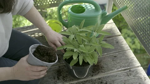 Woman adding soil into a pot when planting a herb on her balcony Stock Footage 155779176