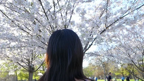 Woman Admiring Beautiful Cherry Blossoms Stock Footage