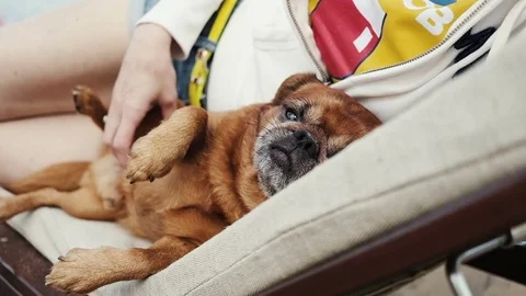 Woman affectionately stroking their pet dog. Small dog enjoying petting Video stock 80937259