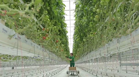 Woman agronomist collects tomatoes in the greenhouse hydroponics 3 Stock Footage