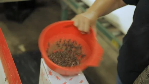 Woman amassing crickets into container Stock Footage