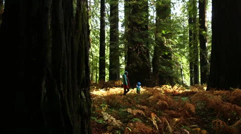 WOMAN AND CHILD WALKING THROUGH HUGE TREES AND YELLOW FERNS Stock Footage 59070112