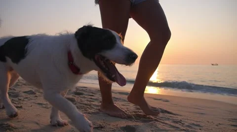 Woman and Dog Walking at Summer Sunset at Beach By Sea Stock Footage
