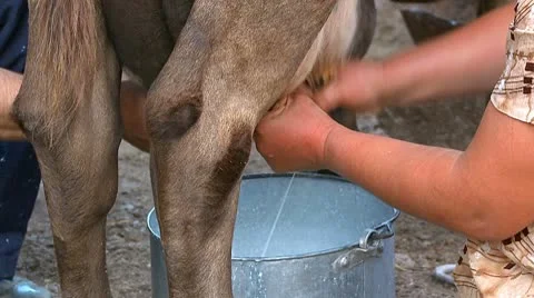 Woman and man milking a cow with hands Stock Footage