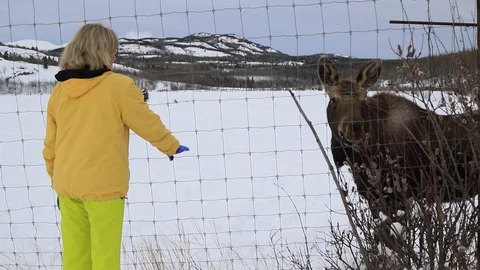 Woman and a moose Stock Footage 127056550
