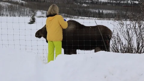 Woman and a moose Stock Footage 127056796