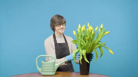 Woman in apron arranging bunch of yellow tulips in a vase on blue background Stock Footage 267903053