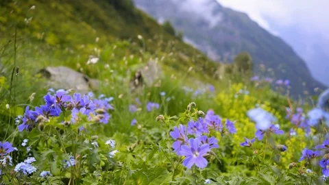 Woman backpacker goes on mountain trail Stock Footage 124698853