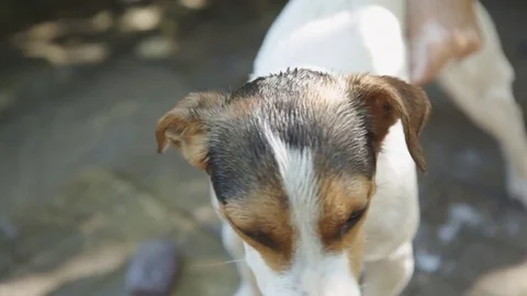 Woman bathing small dog Stock-Footage 78486460
