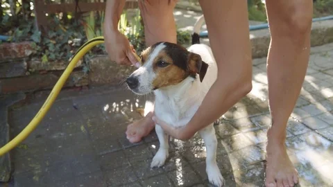 Woman bathing small dog 스톡 동영상 78486768