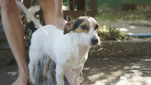 Woman bathing small dog Stockbeeldmateriaal 78486982