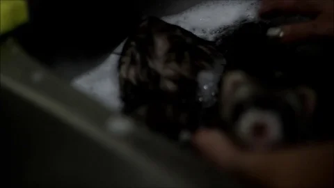 A woman bathing two ferrets in a sink Stock Footage 71664094