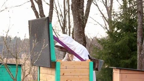 Woman bee keeper do spring maintenance work in beehive. Video stock 151351412