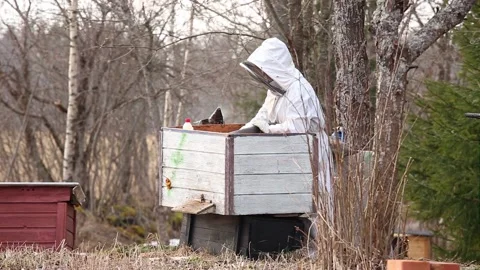 Woman bee keeper do spring maintenance work in beehive. Video stock 151351427
