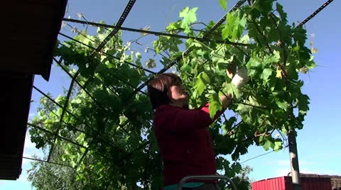 Woman binds the vine Vídeos de archivo 26799863