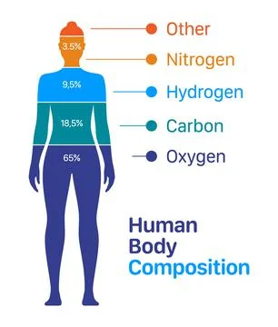 Woman body composition vector chart. Percentage list of chemical elements within Stock Illustration